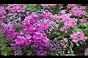 報春花-花06.jpg