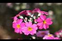 報春花-花12.jpg