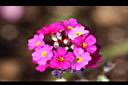 報春花-花13.jpg
