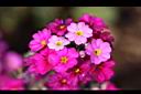 報春花-花14.jpg
