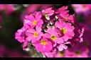 報春花-花15.jpg