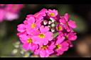 報春花-花16.jpg