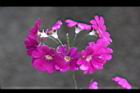報春花-花19.JPG