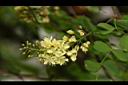 墨水樹-花06.JPG