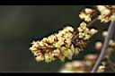 墨水樹-花17.jpg