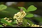 墨水樹-花02.JPG