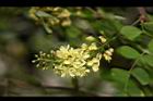 墨水樹-花05.JPG