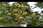 墨水樹-花08.jpg