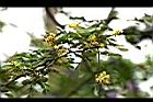 墨水樹-花10.jpg