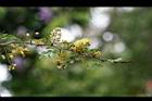 墨水樹-花19.jpg