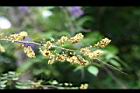 墨水樹-花20.jpg