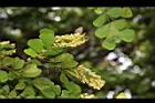 墨水樹-花序05.JPG
