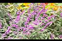墨西哥鼠尾草-花13.JPG