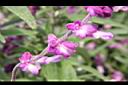 墨西哥鼠尾草-花18.JPG