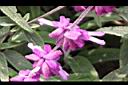 墨西哥鼠尾草-花21.JPG