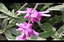 墨西哥鼠尾草-花22.JPG