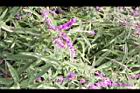 墨西哥鼠尾草-花11.JPG