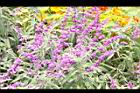 墨西哥鼠尾草-花12.JPG