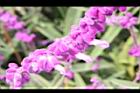 墨西哥鼠尾草-花20.JPG