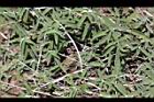 墨西哥鼠尾草17.jpg