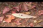 壺花莢迷-紅葉背07.JPG