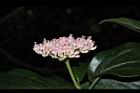 壺花莢迷-花00.JPG
