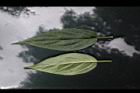 壺花莢迷-葉03.JPG