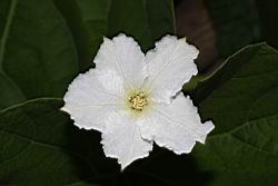 瓠子-雄花10.JPG