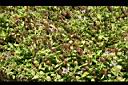 夏枯草-實1.jpg