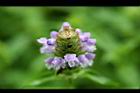 夏枯草-花05.jpg