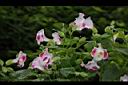 夏菫-花06.JPG