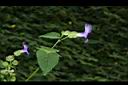夏菫-花10.JPG