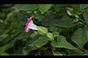 夏菫-花13.JPG