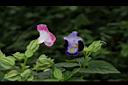 夏菫-花17.JPG