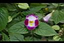 夏菫-花21.JPG
