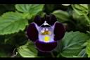 夏菫-花34.JPG