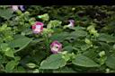 夏菫07.JPG