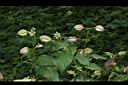 夏菫09.JPG