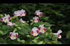 夏菫-花01.JPG