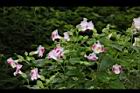 夏菫-花05.JPG