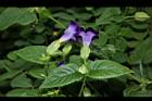 夏菫-花08.JPG