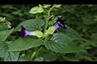 夏菫-花12.JPG