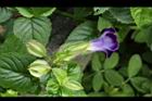 夏菫-花14.JPG