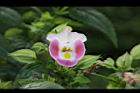 夏菫-花22.JPG
