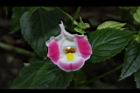 夏菫-花23.JPG