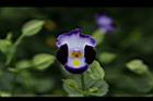夏菫-花25.JPG