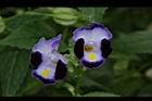 夏菫-花30.JPG