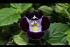夏菫-花35.JPG