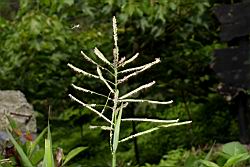 多穗雀稗-花序04.JPG