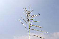 多穗雀稗-花序14.JPG